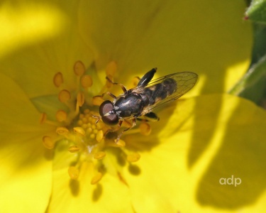 Syritta pipiens, hoverfly, male, Alan Prowse